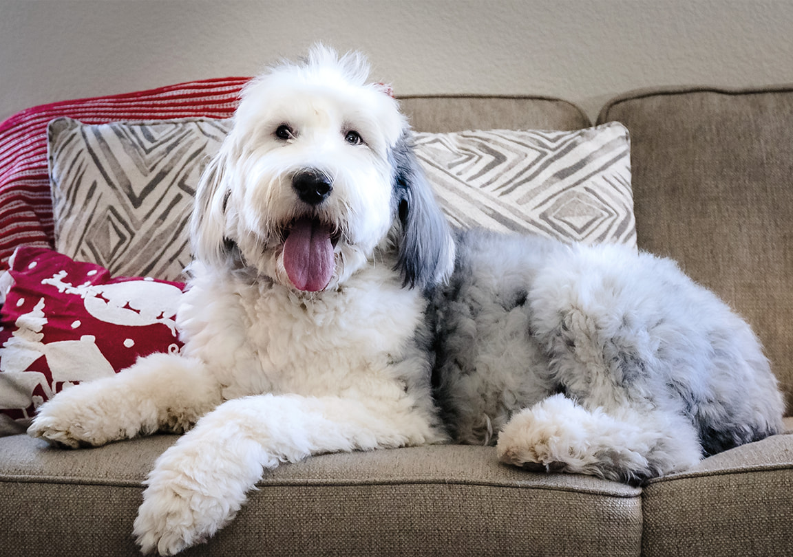 About - Simply Sheepadoodles - F1 Sheepadoodle Breeder